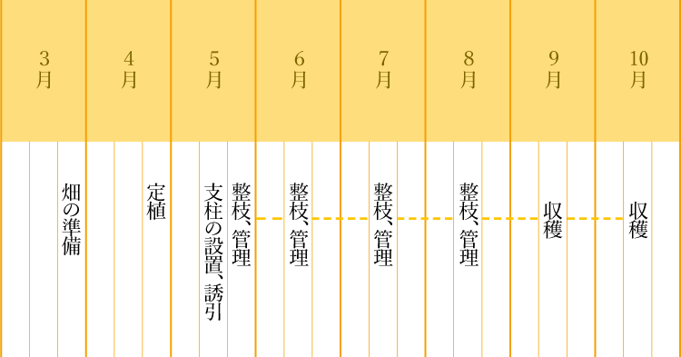 京の黄真珠の栽培スケジュール